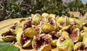 figs 2 300x177 - Persian Figs in Summer Noon Dance Shows