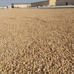 Pistachio farm in Iran