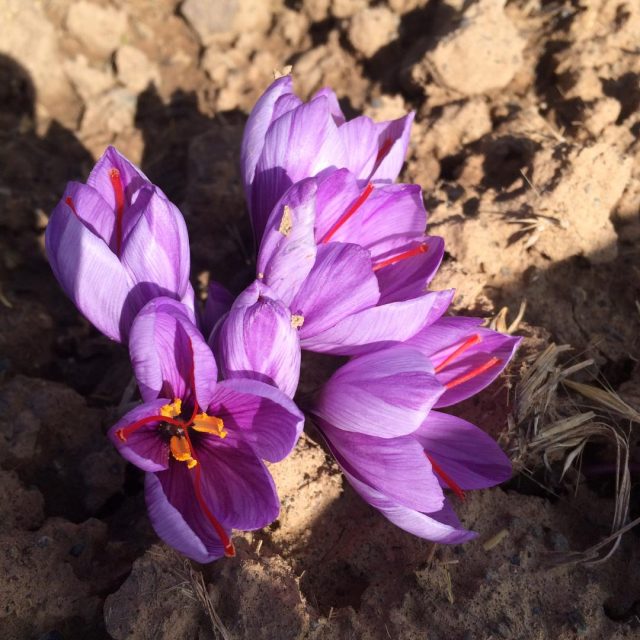 53 640x640 - Saffron Flower