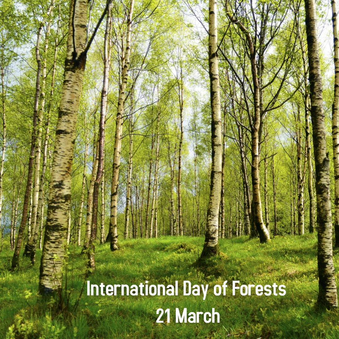 International forest day 1 - International Day of Forests