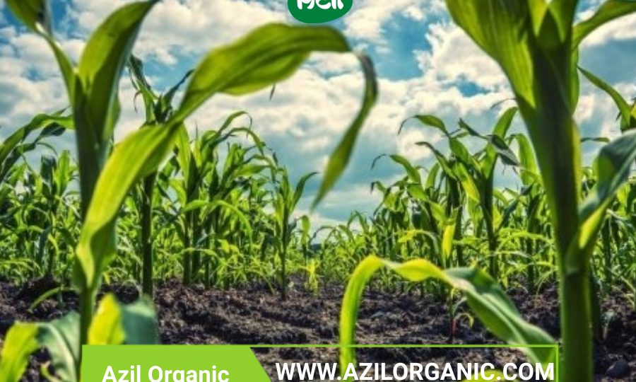 Organic food 900x540 - What makes organic products superior?