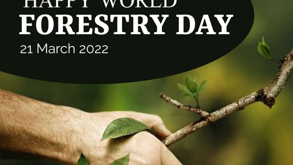 FOREST DAY 2022 960x540 - International Day of Forest 2022