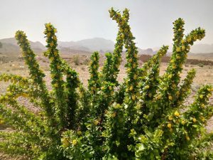 Zereshk Zibad 300x225 - Iranian Barberries: A Tart Treasure of Culture