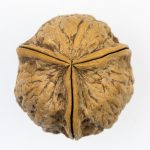 Persian Walnuts in Harvest Festivals
