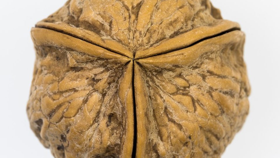 Persian Walnuts in Harvest Festivals